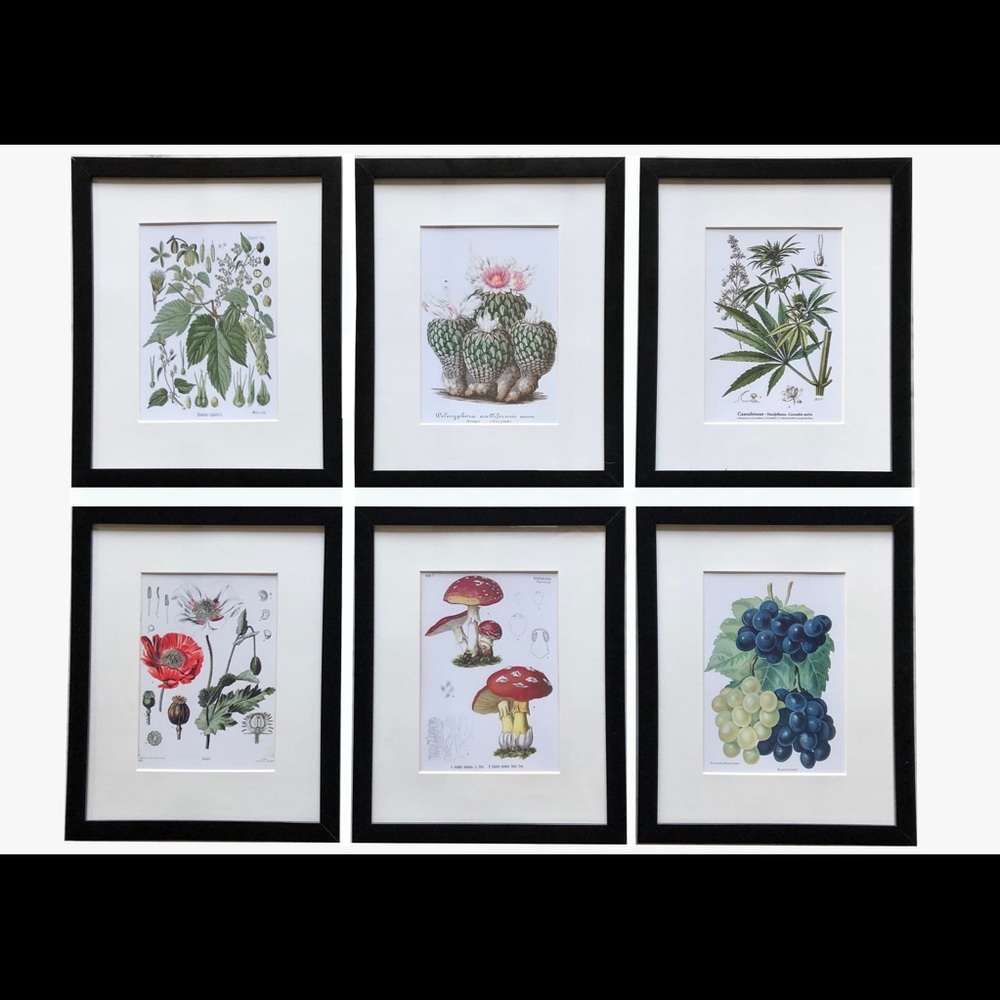 Psychoactive Botanical Prints  Set of (6) 8x10